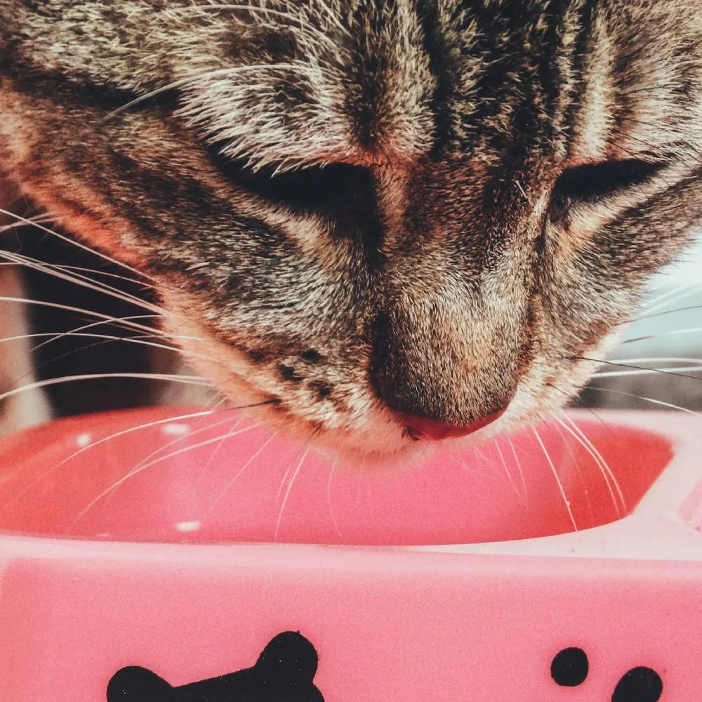 Choosing The Best Food For Your Pet's Needs